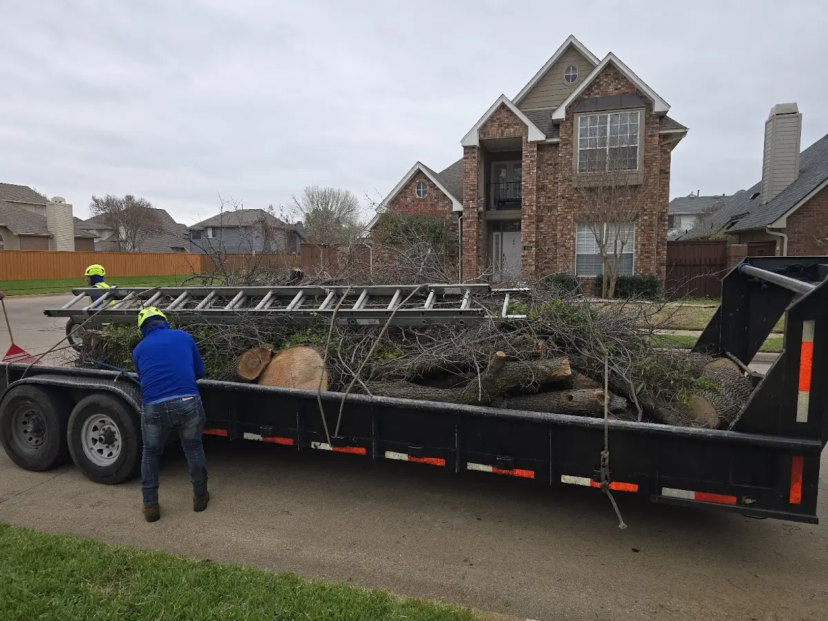 Expert Tree Pest Control with proper safety equipment in Alexandria